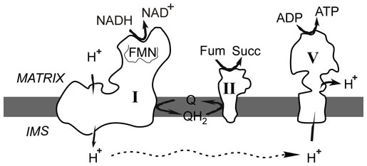 NADH:fumarate reductase, anaerobic respiration, cancer bioenergetics, succinate, reverse electron transfer